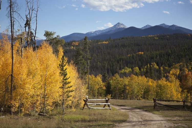 fall aspen trees