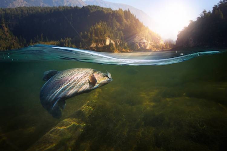 fish underwater